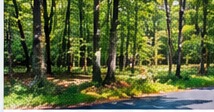 Lot 3 – Pine Ridge Drive